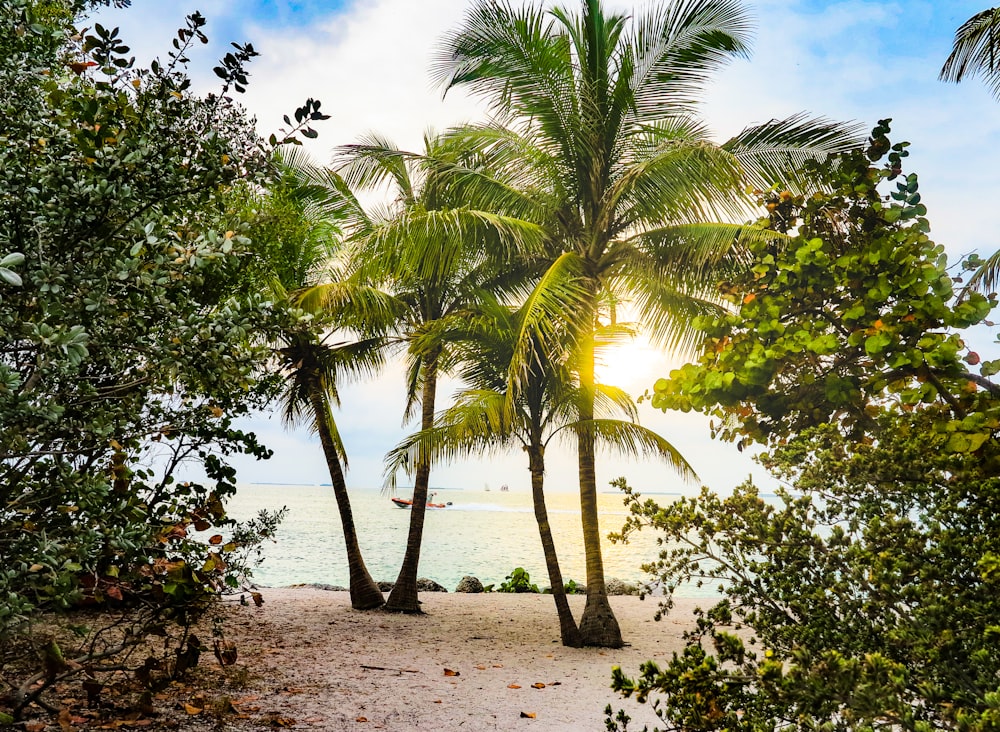 green coconut tree near ocean during daytime