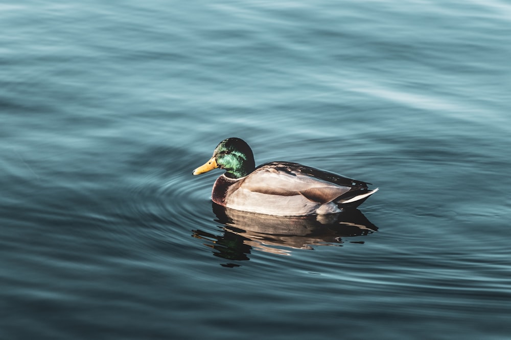 Mallard duck swimming on body of water