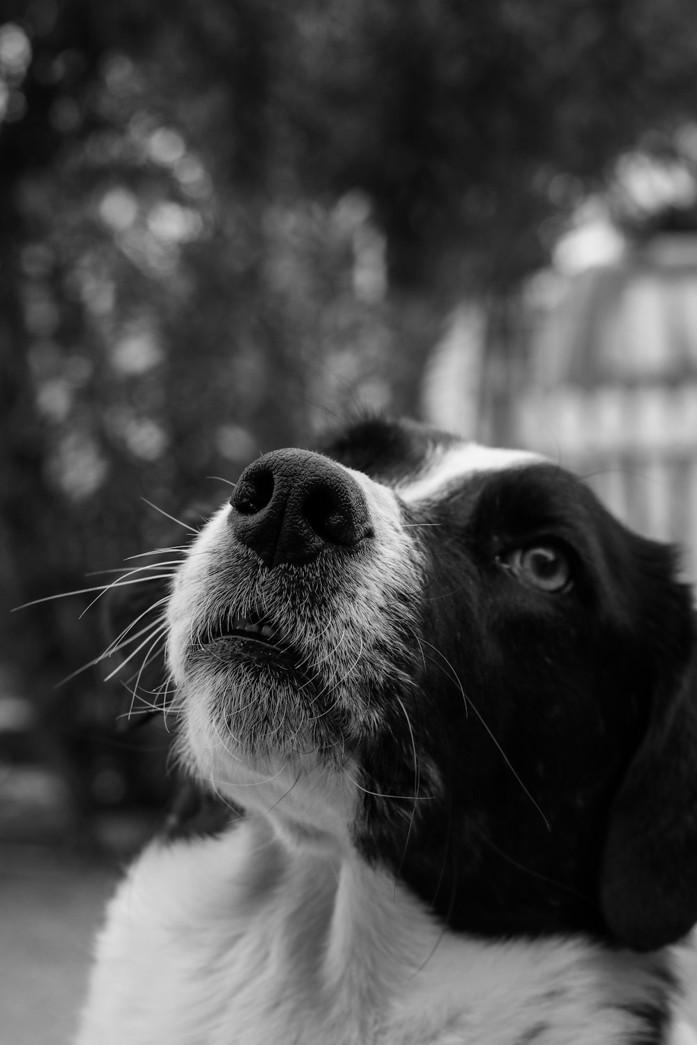 cão preto e branco de pelo curto