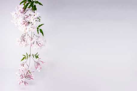Elegant arrangement of jasmine blossoms beside a lit candle casting soft shadows on a cream background.