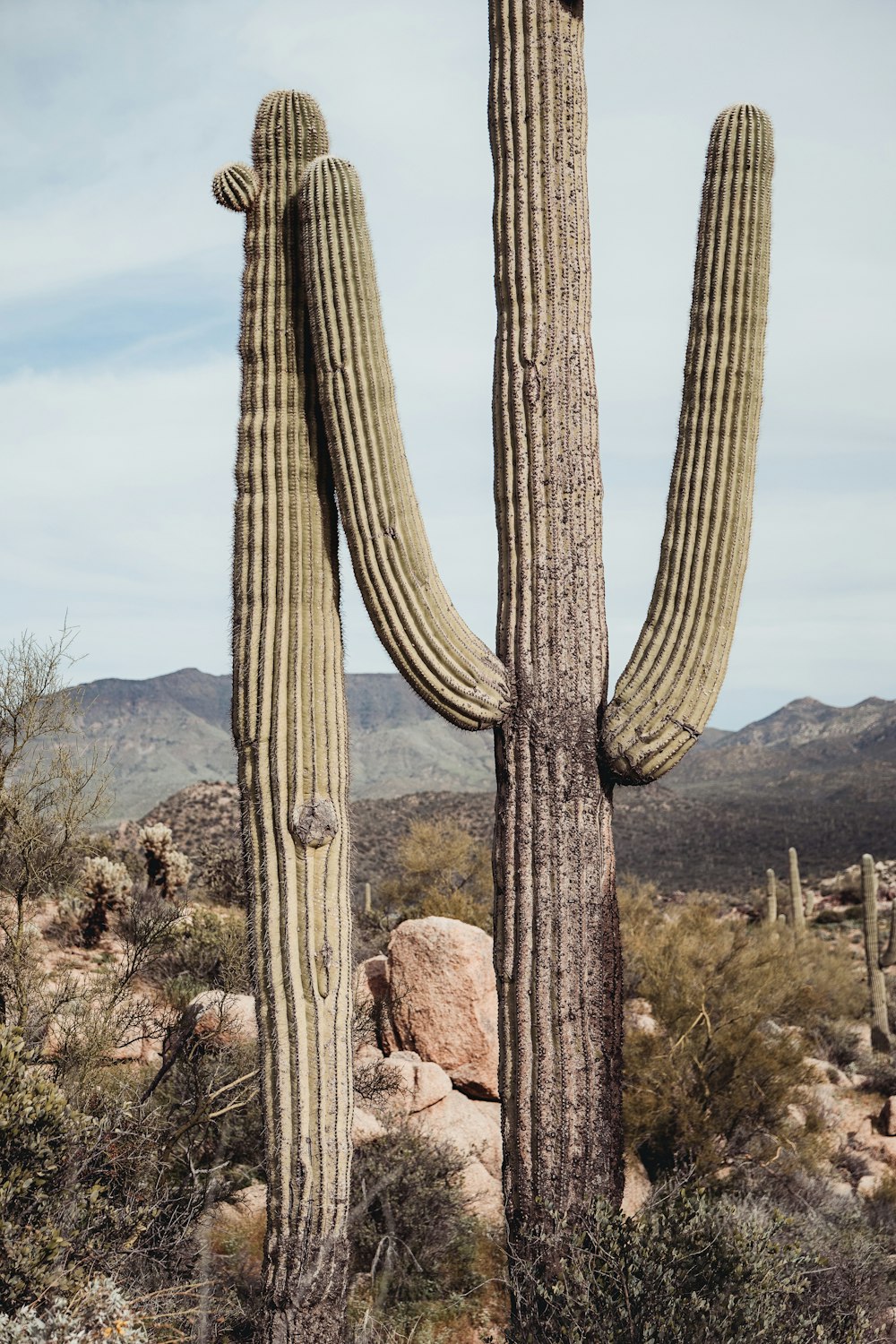 cactus near rocks