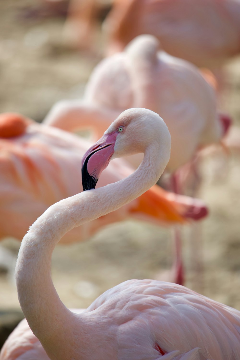 pink flamingo at daytime