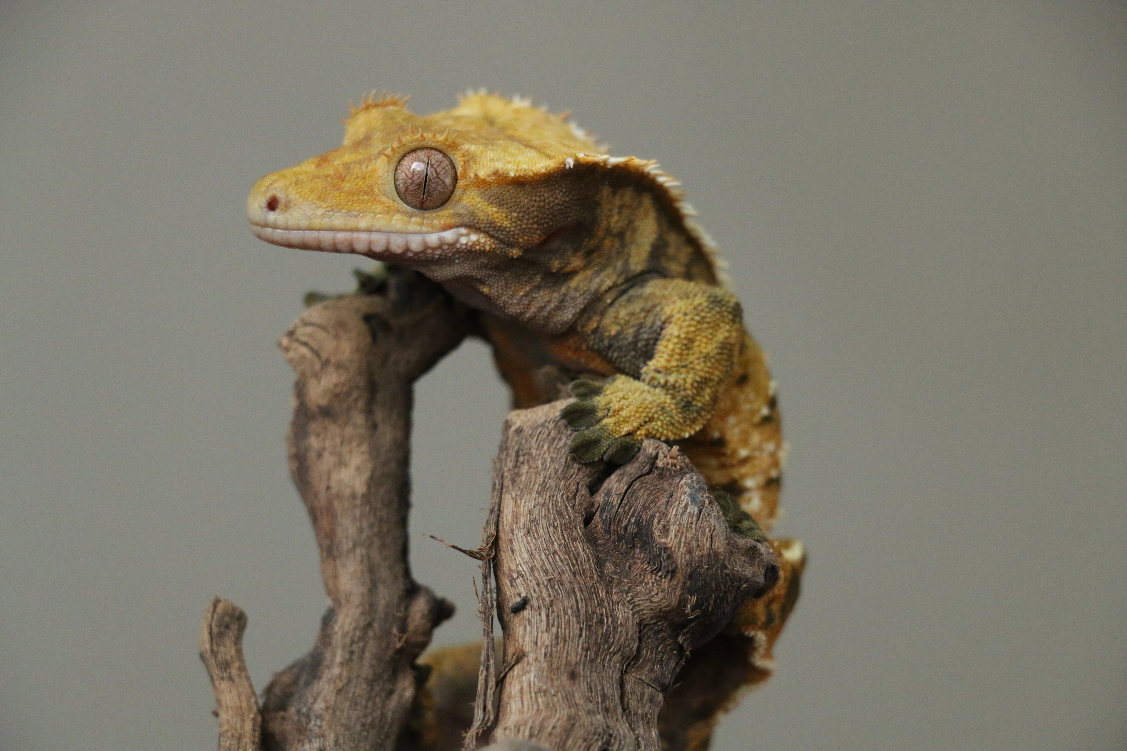 Crested gecko perched on a branch