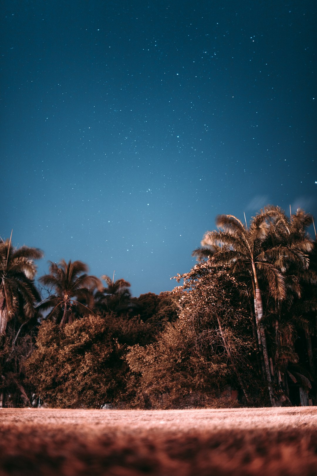 trees under night sky