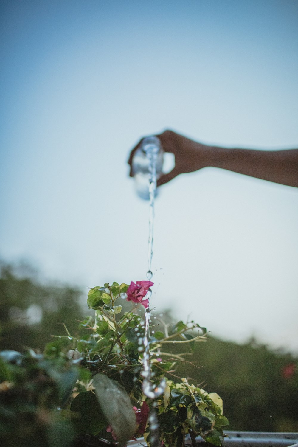 person pouring water on plant