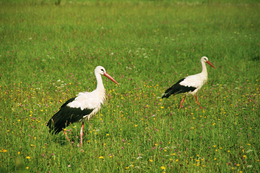 zwei weiß-schwarze Vögel auf grünem Gras