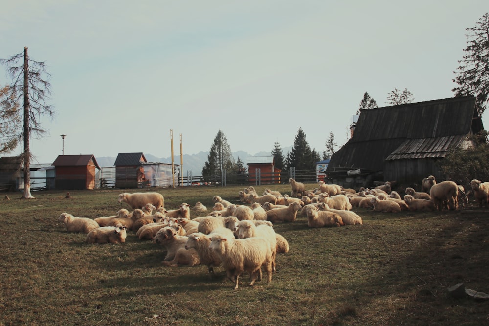 herd of white sheep during daytime