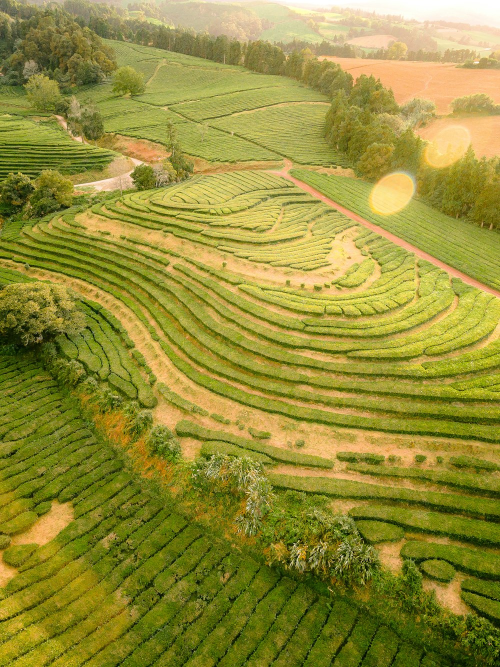 rice terraces aerial photography