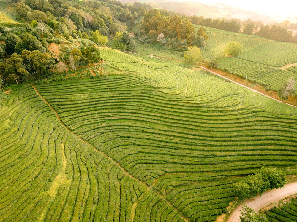 birds eye photography of green grass field