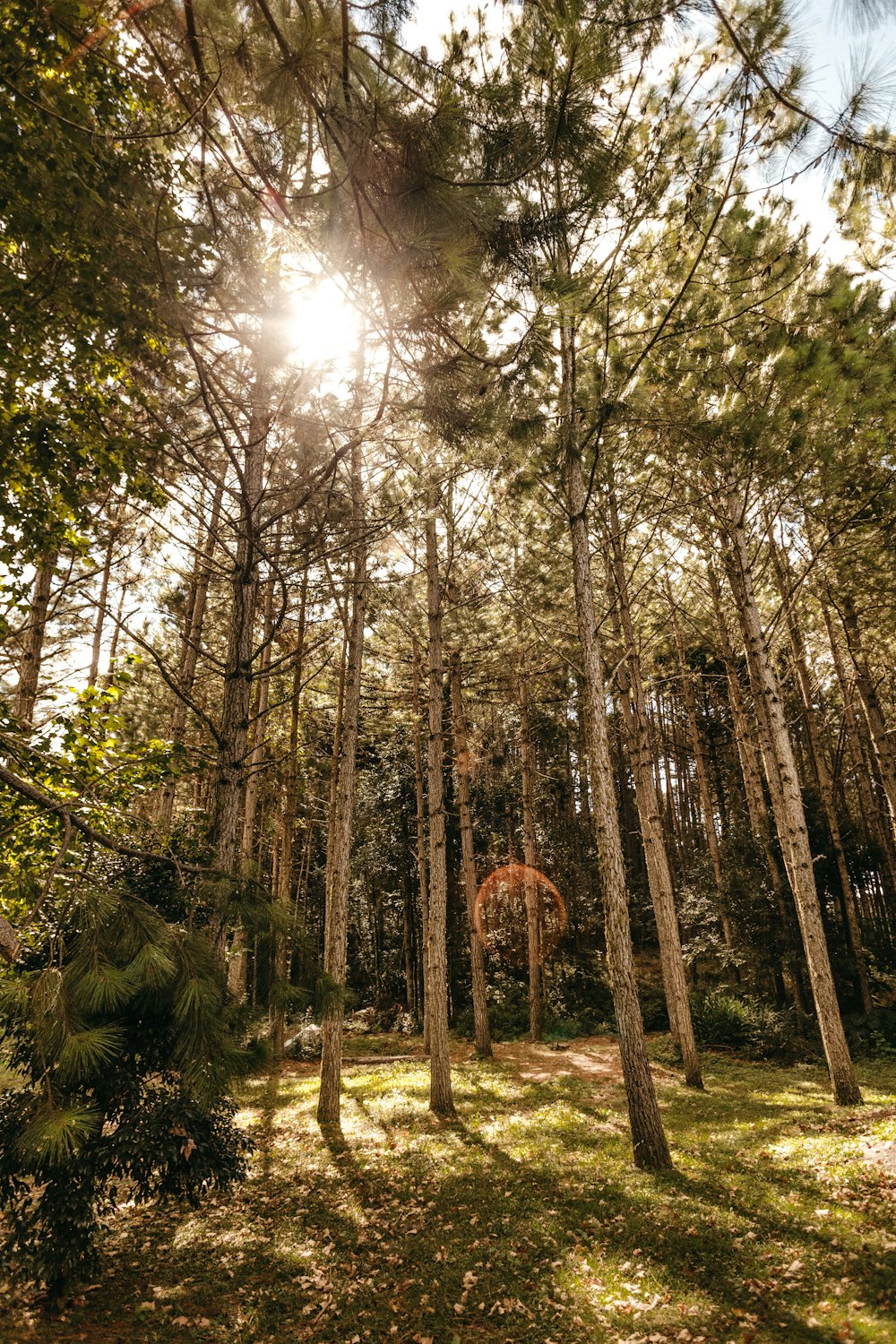 green trees in the forest during daytime