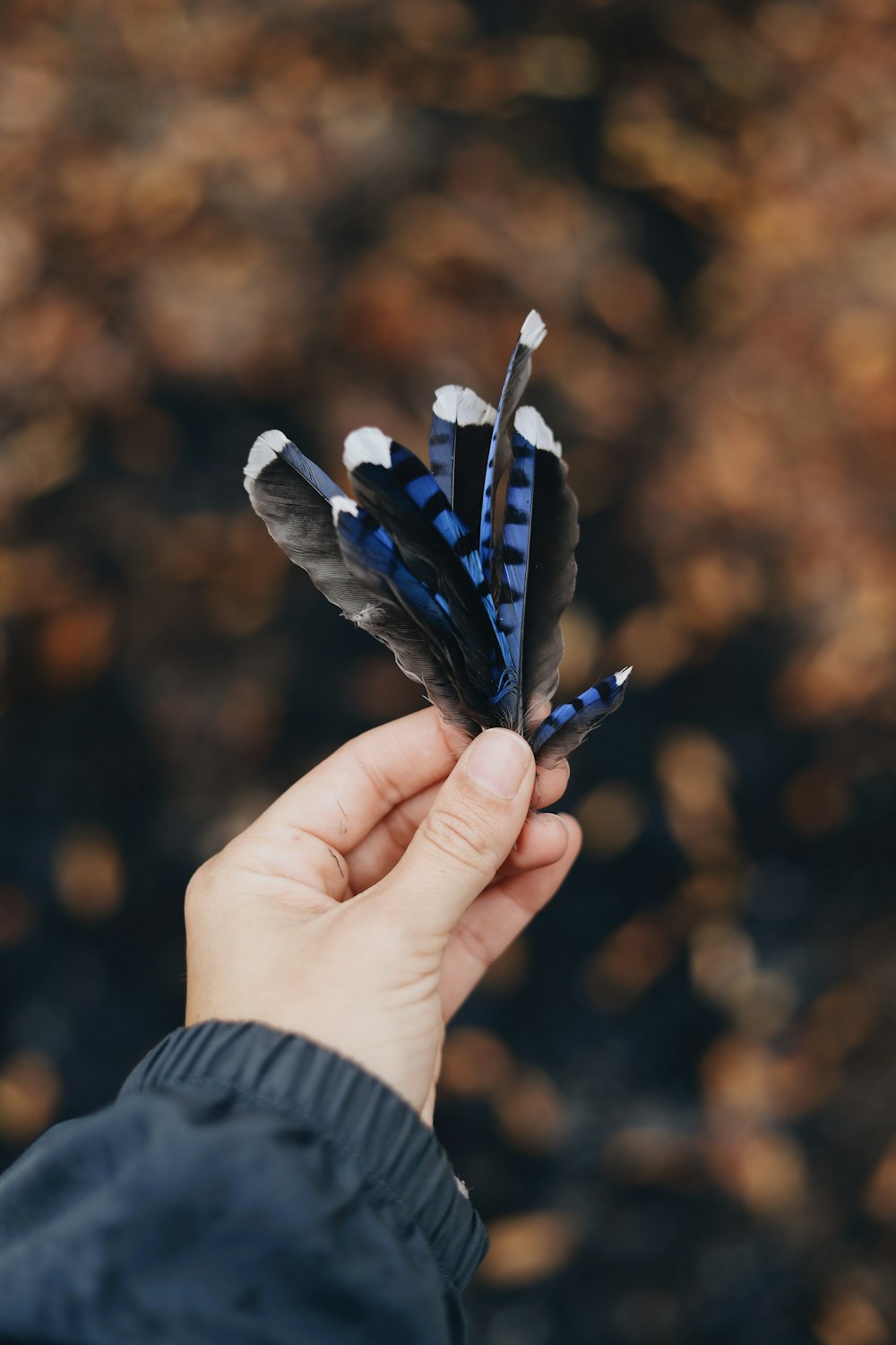 person holding feathers during daytime