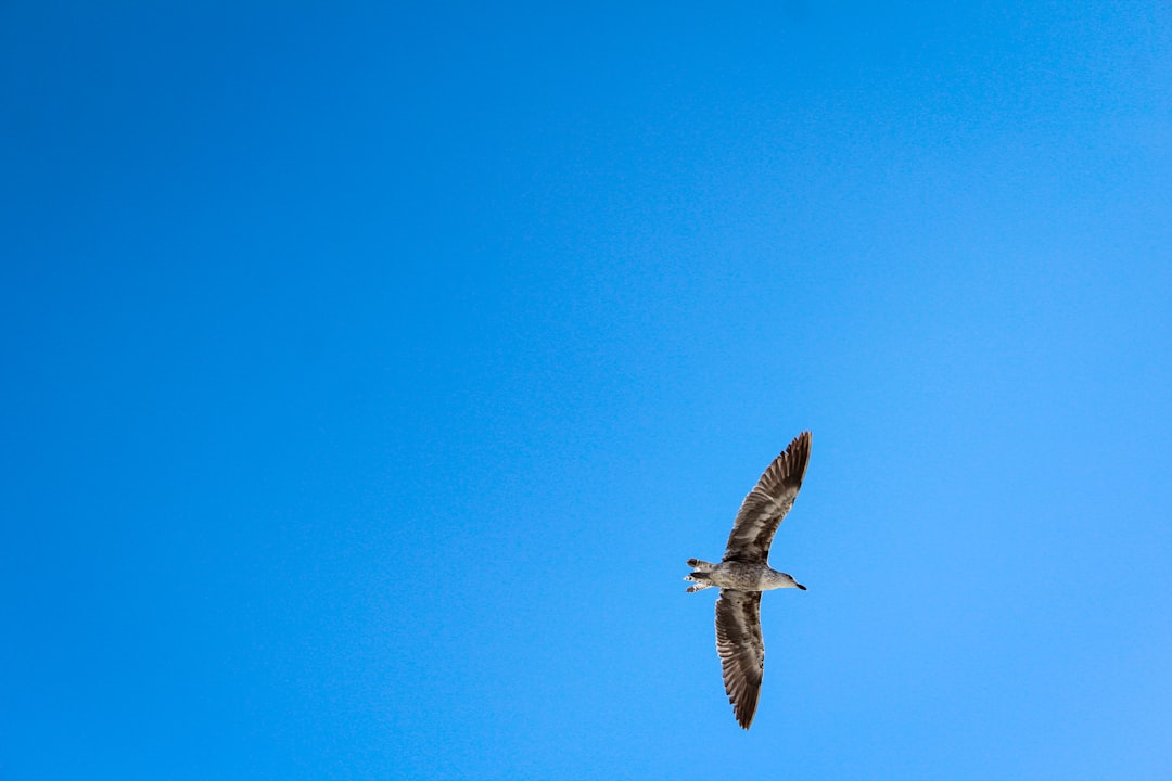 brown bird flying under blue skies at daytime