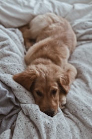 A golden retriever puppy lies comfortably on a cozy, soft blanket. The dog appears relaxed, with its head resting on the blanket, creating a warm and calming scene.