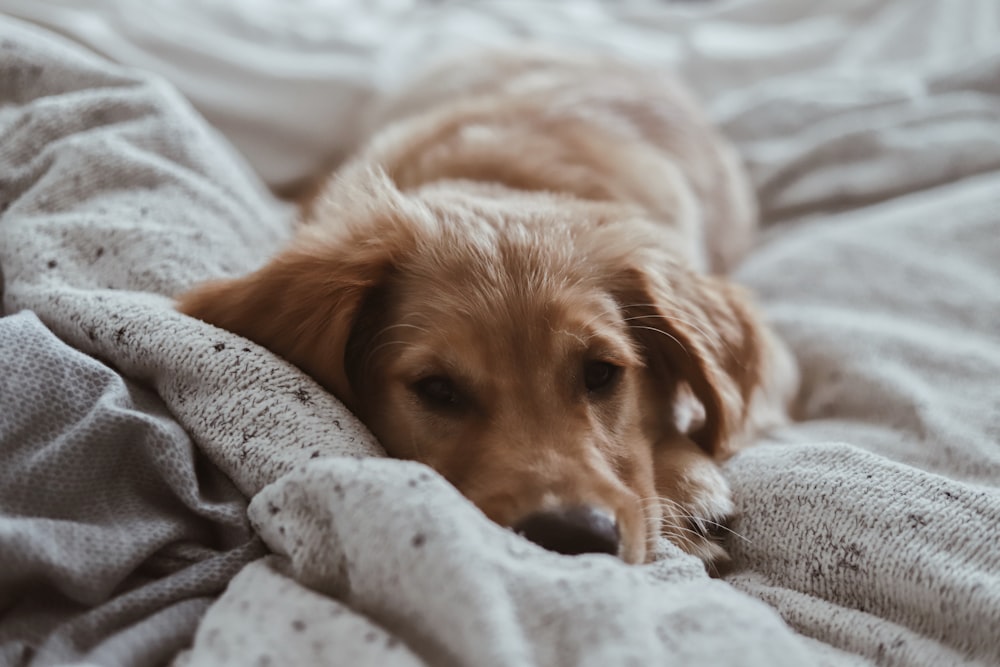 brown short-coated puppy lying on bed
