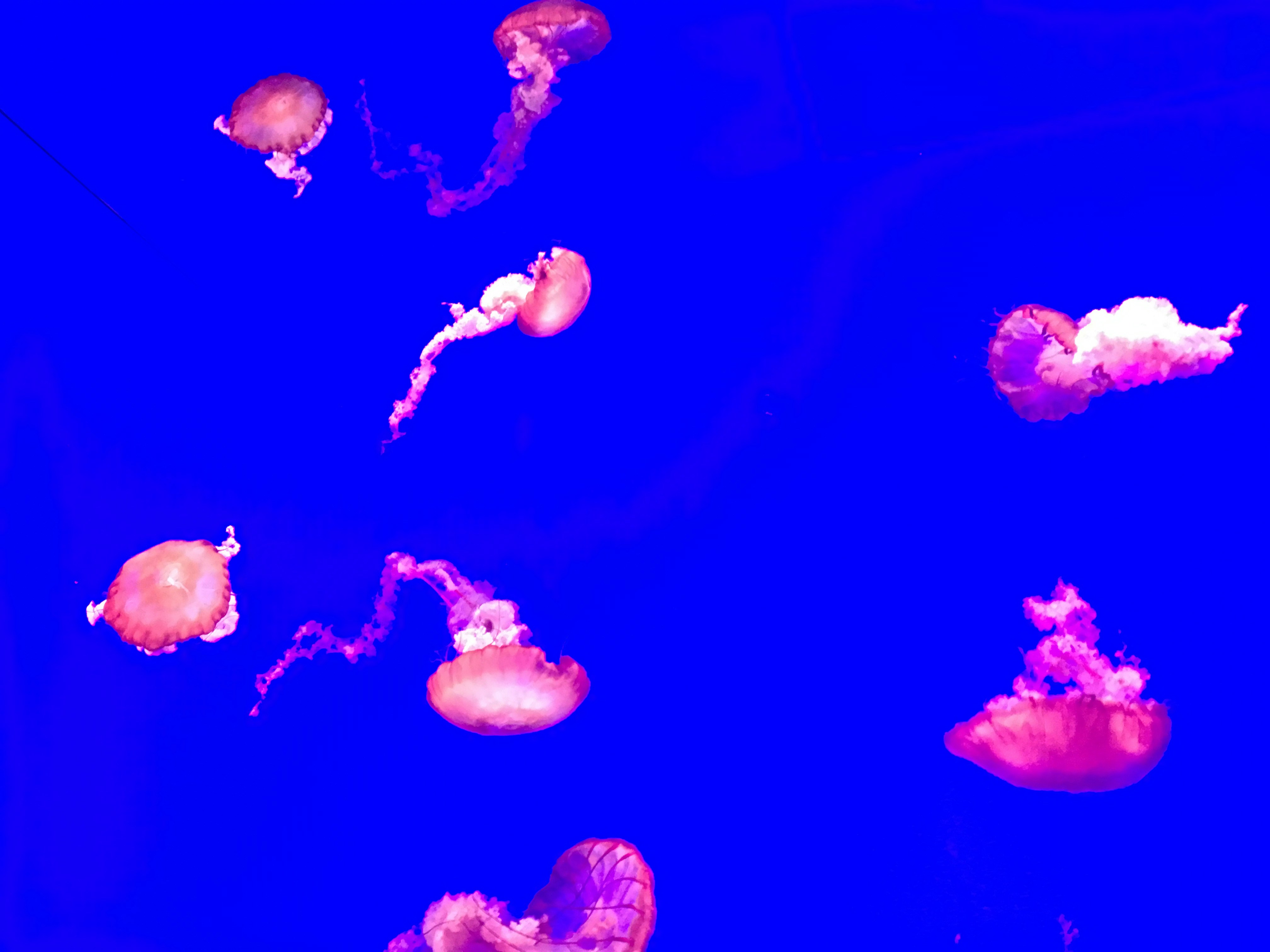 ピンクのクラゲのクリップアートの写真 Unsplashで見つけるクラゲの無料写真