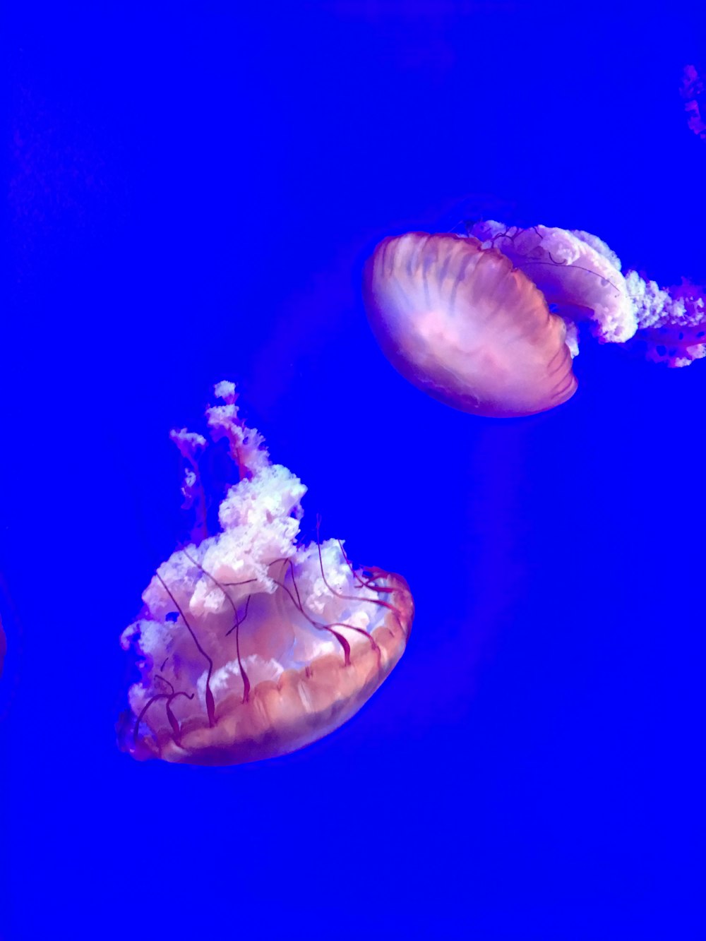 two brown jellyfishes