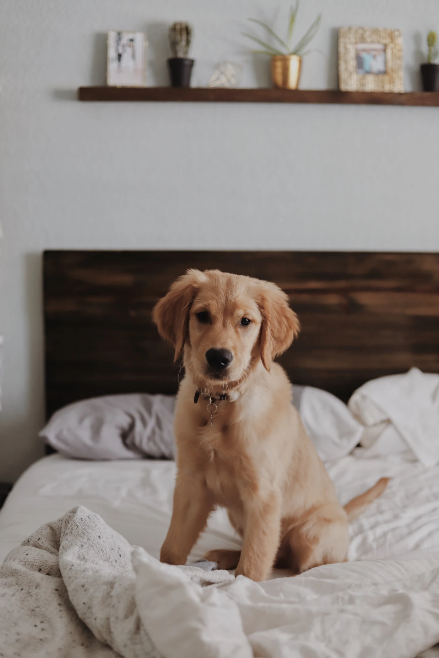 A golden retriever puppy sitting calmly on a bed in a cozy bedroom, clearly a companion pet at home
