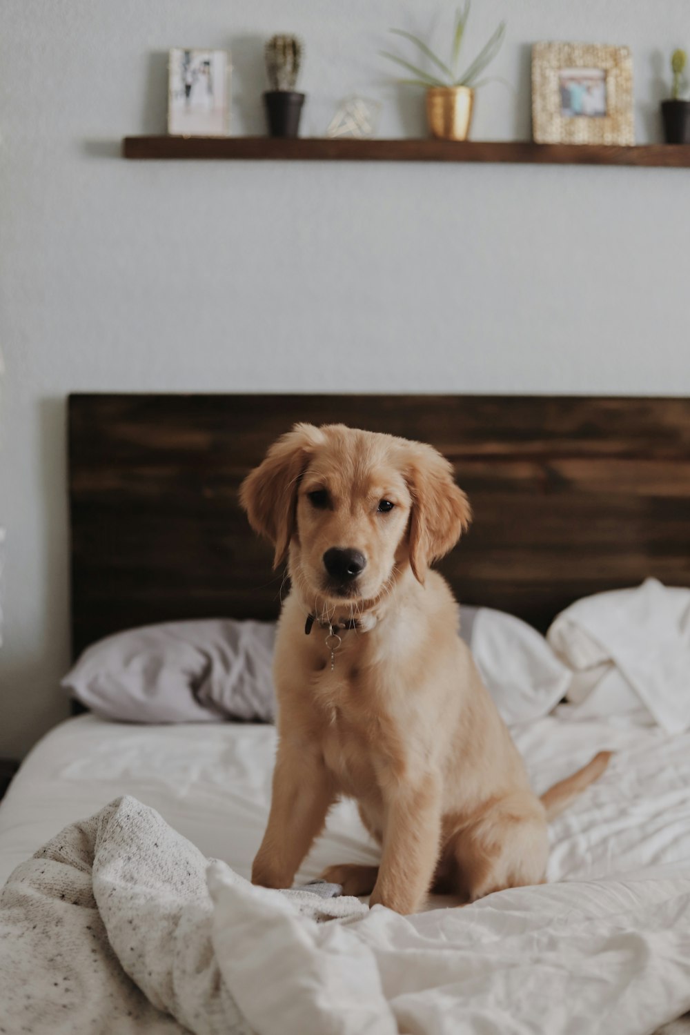 Labrador retriever on bed inside room