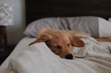 Golden retriever peacefully napping on a plush orthopedic pet bed in a sunlit living room.