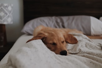 A golden retriever puppy cuddling with a child on a cozy blanket.