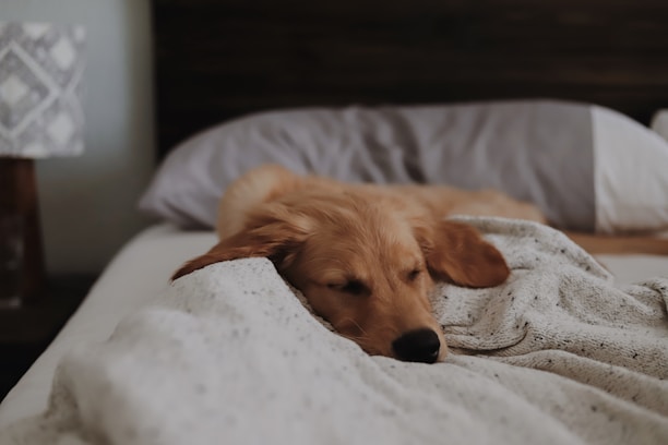 A golden retriever puppy cuddling with a child on a cozy blanket.