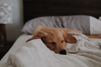 A golden retriever puppy sleeps comfortably on a bed, partially covered with a speckled blanket. The headboard is visible in the background along with a pillow. The atmosphere is cozy and peaceful.