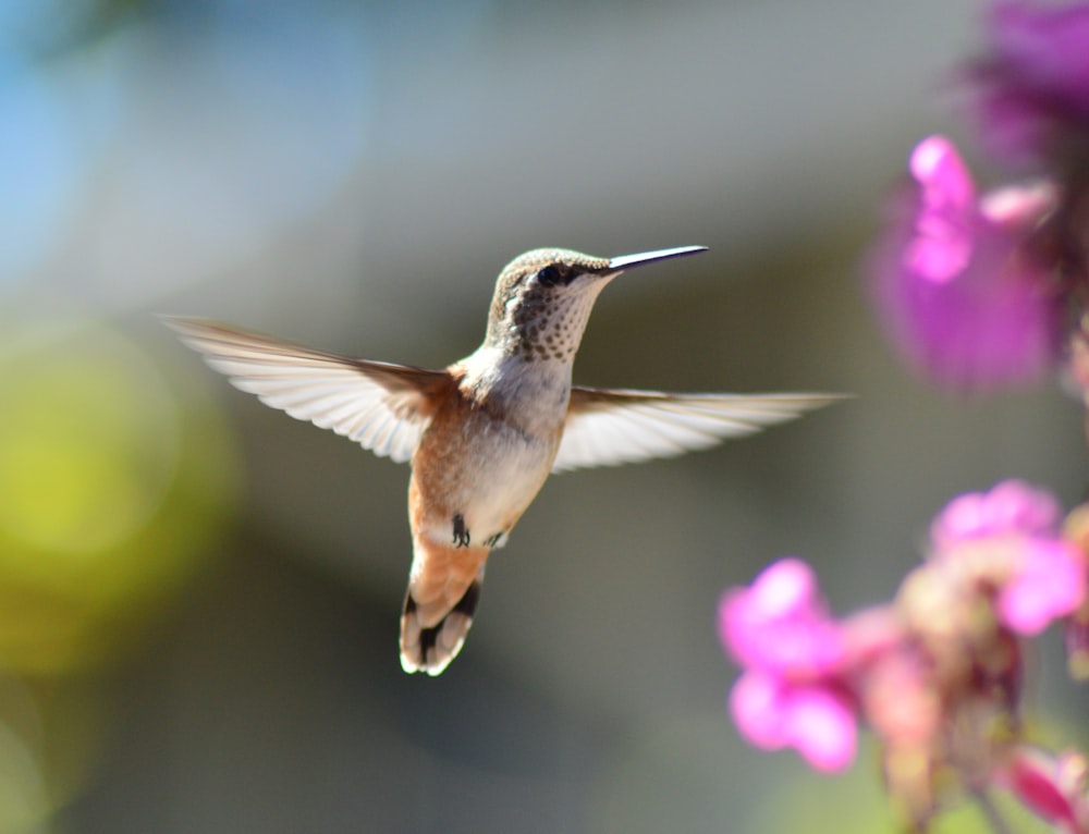 colibri dans les airs