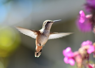 hummingbird in mid air