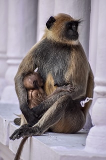 A mother monkey, with light brown and black fur, is sitting on a ledge cradling her baby. The baby monkey clings closely to her, nestled in her embrace. The background features a row of concrete pillars.