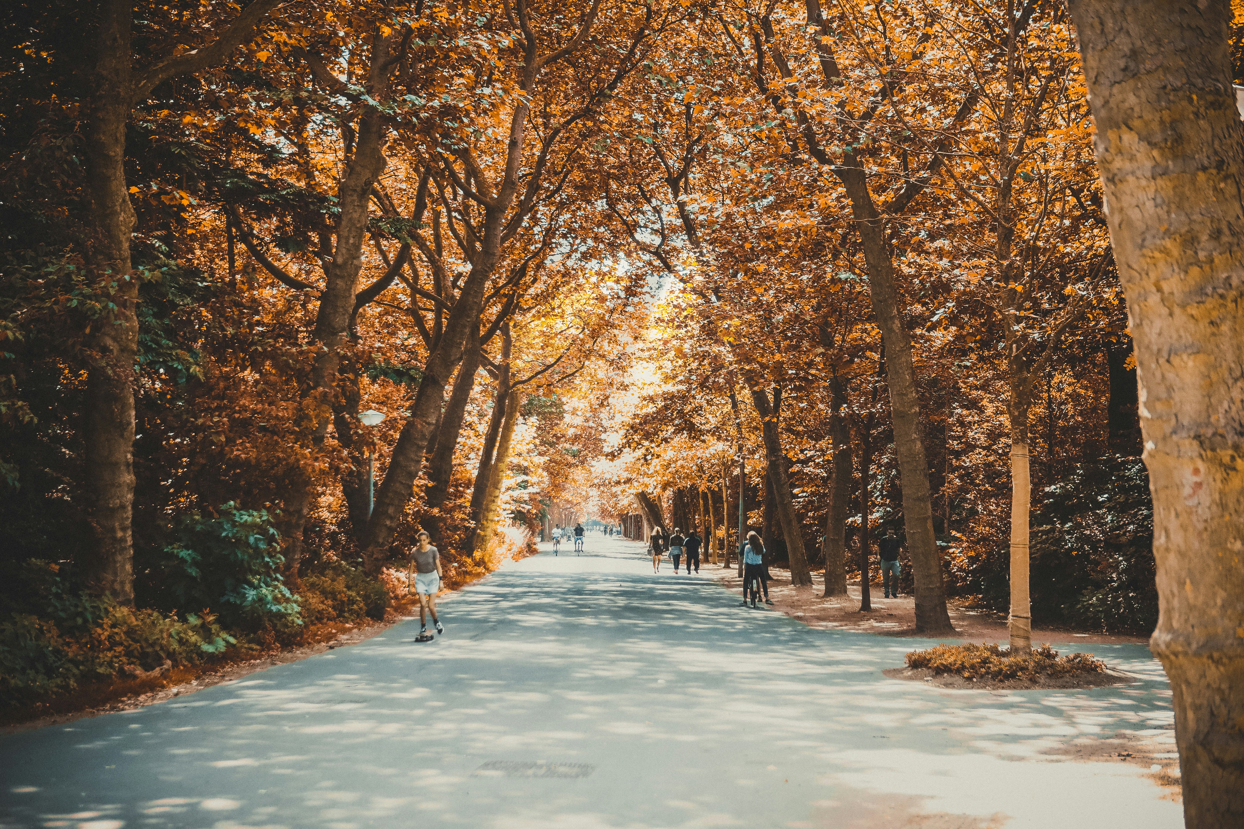 people on road between trees