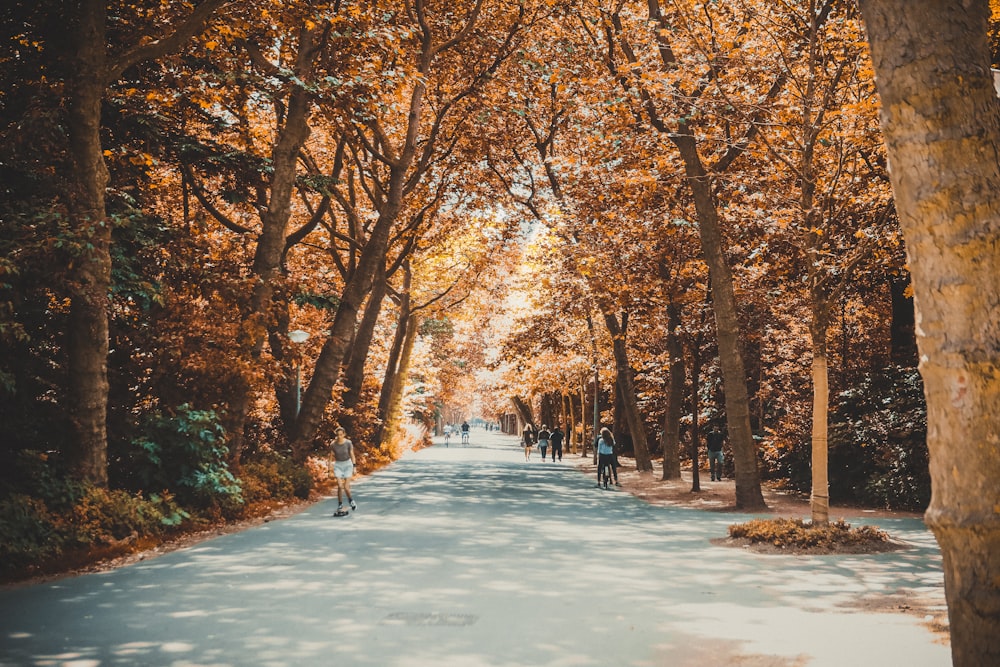 people on road between trees