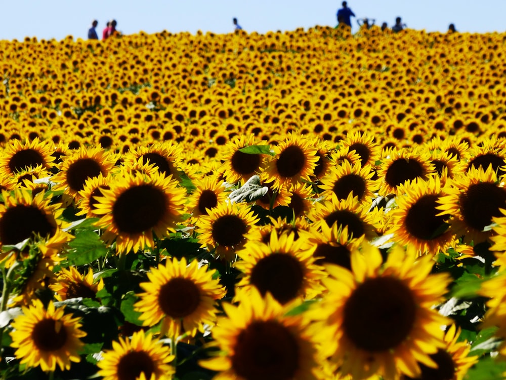 Gente parada cerca del campo de girasoles