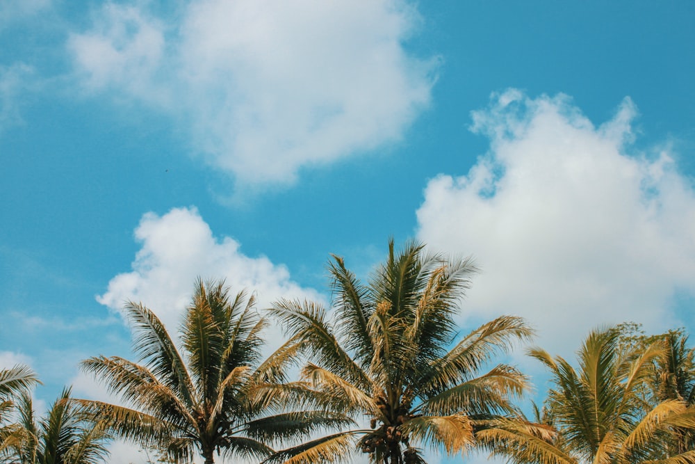 coconut tree under white clouds and blue sky during daytime