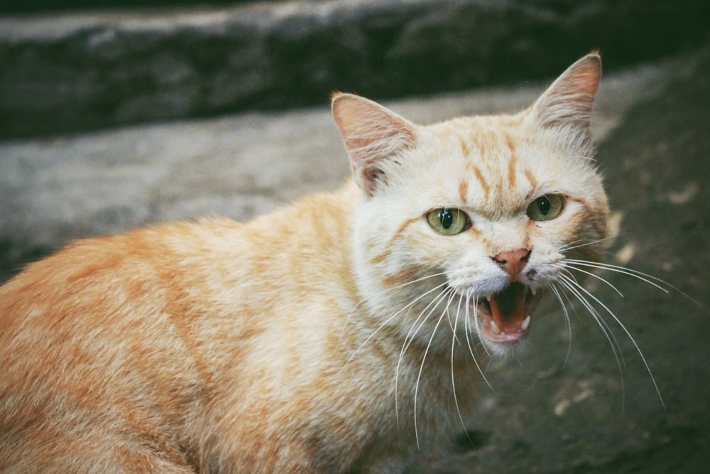 orange cat in closeup photography