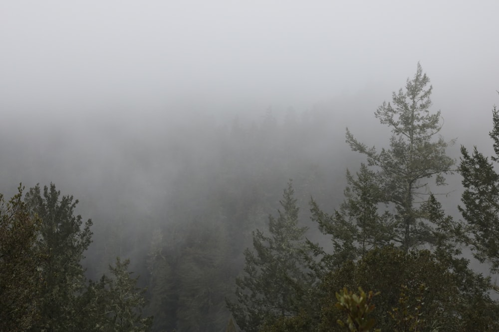 forest under fogs