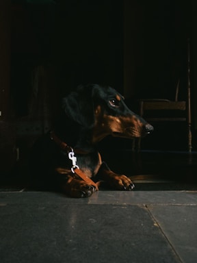 A dachshund with a black and tan coat calmly lying on a dark floor. The dog is wearing a brown harness and appears to be gazing attentively at something off to the side. The setting is dimly lit, casting soft shadows around the dog, while some light highlights the dog's face and neck.