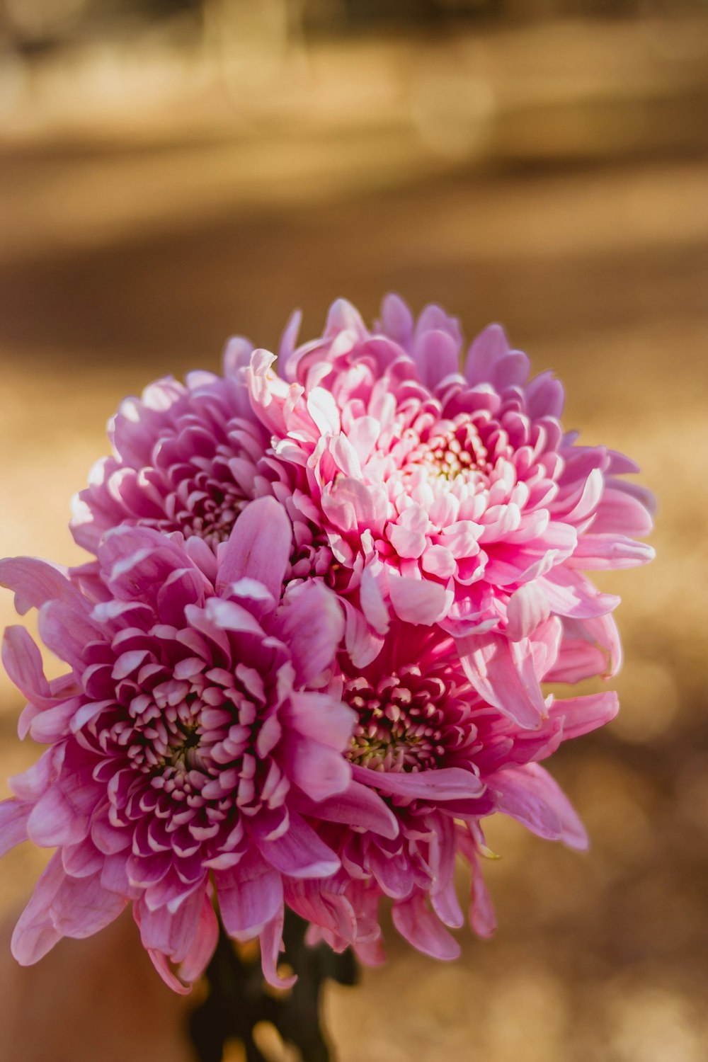 pink clustered flowers