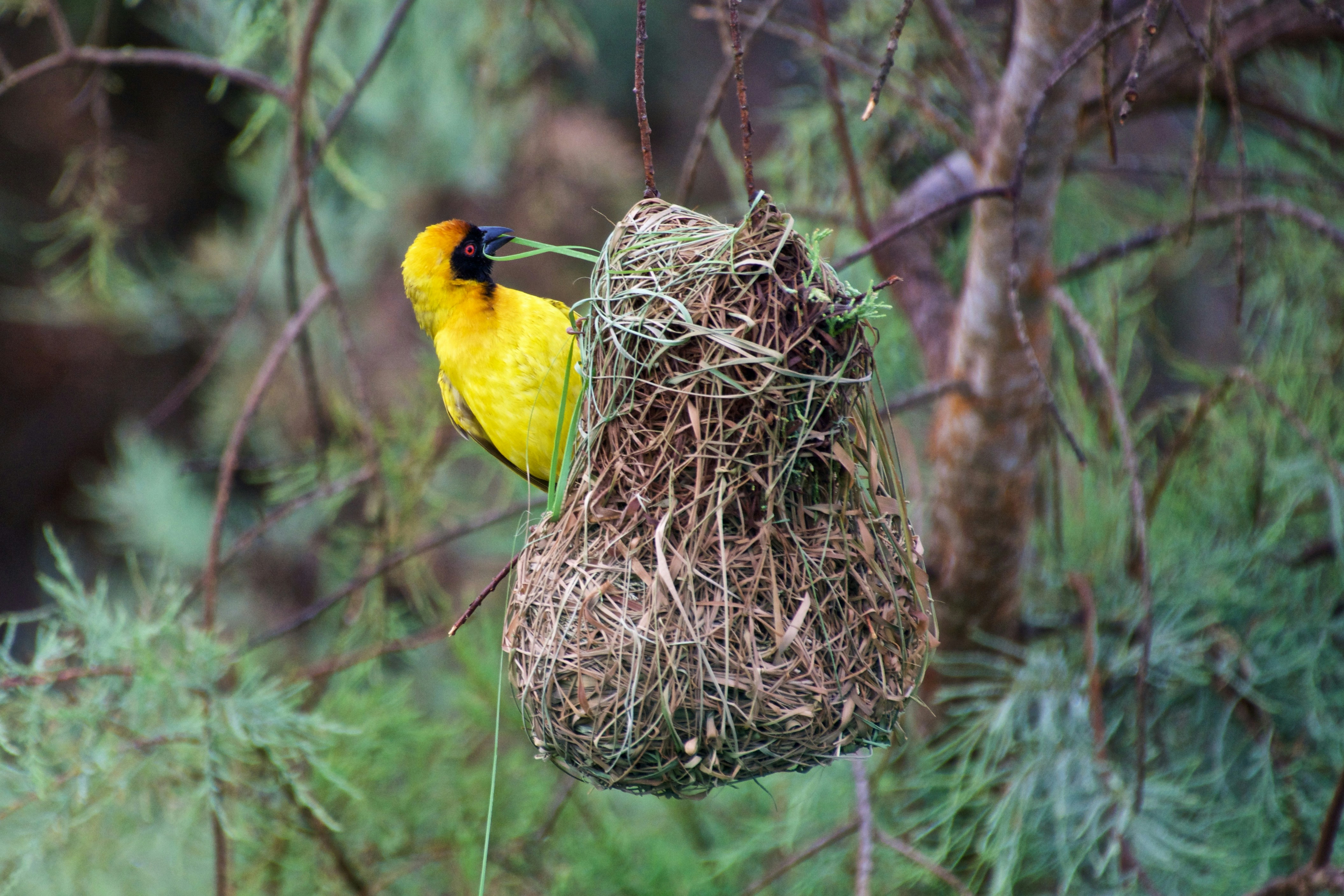 Birds