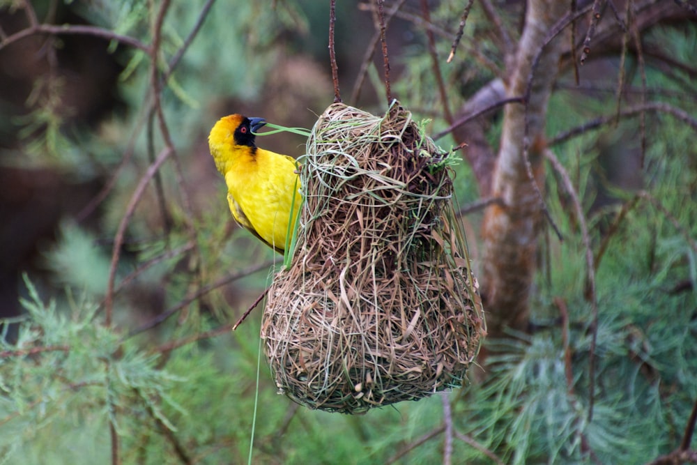 selective focus photography of bird on nest