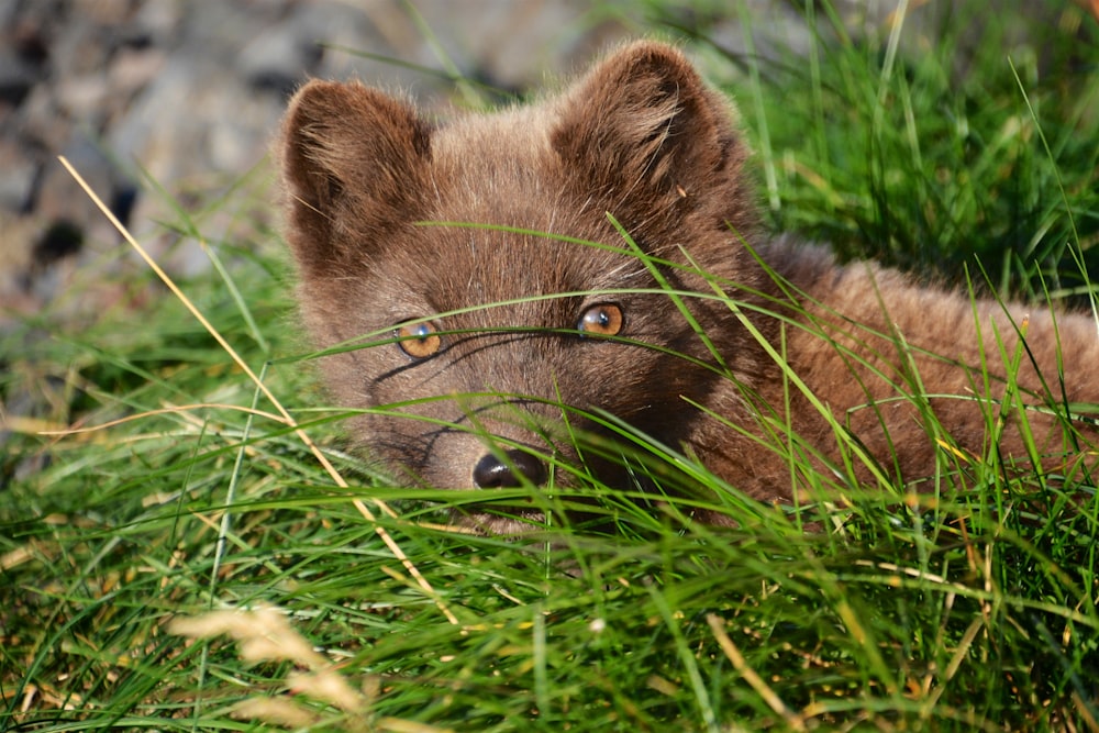 brown puppy