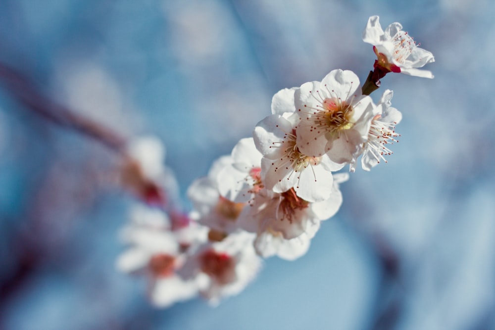 white-petaled flowers