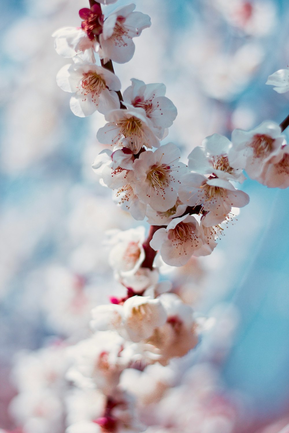 pink cherry blossom in selective-focus photography
