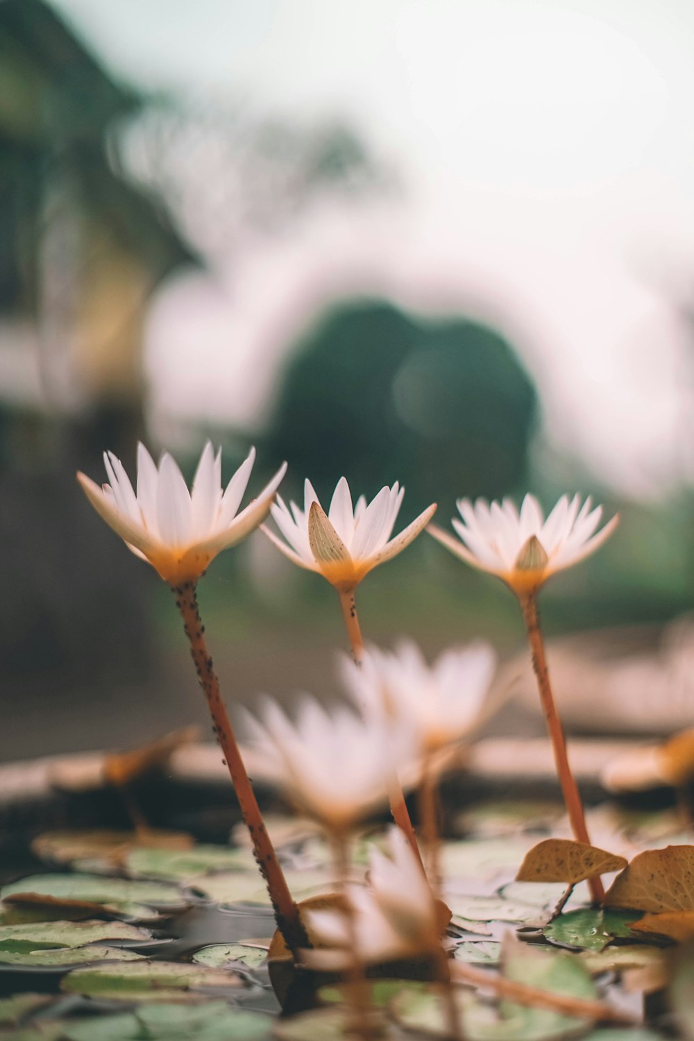 selective focus photography of white water lily flowers in bloom during daytime