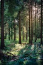 forest at daytime