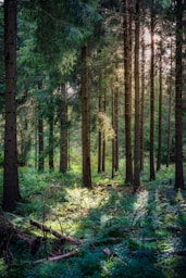 forest at daytime