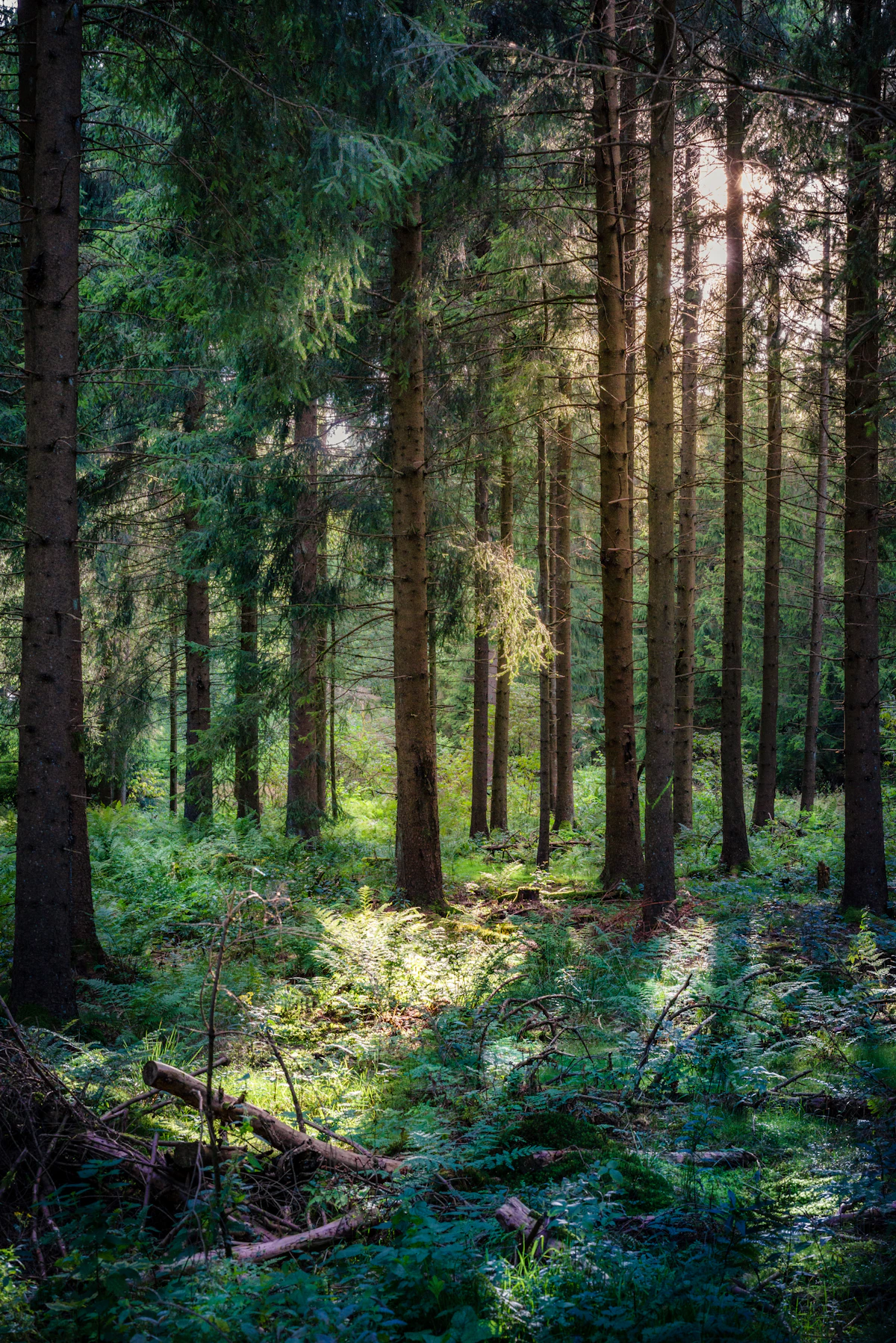 Black Forest hills in Germany