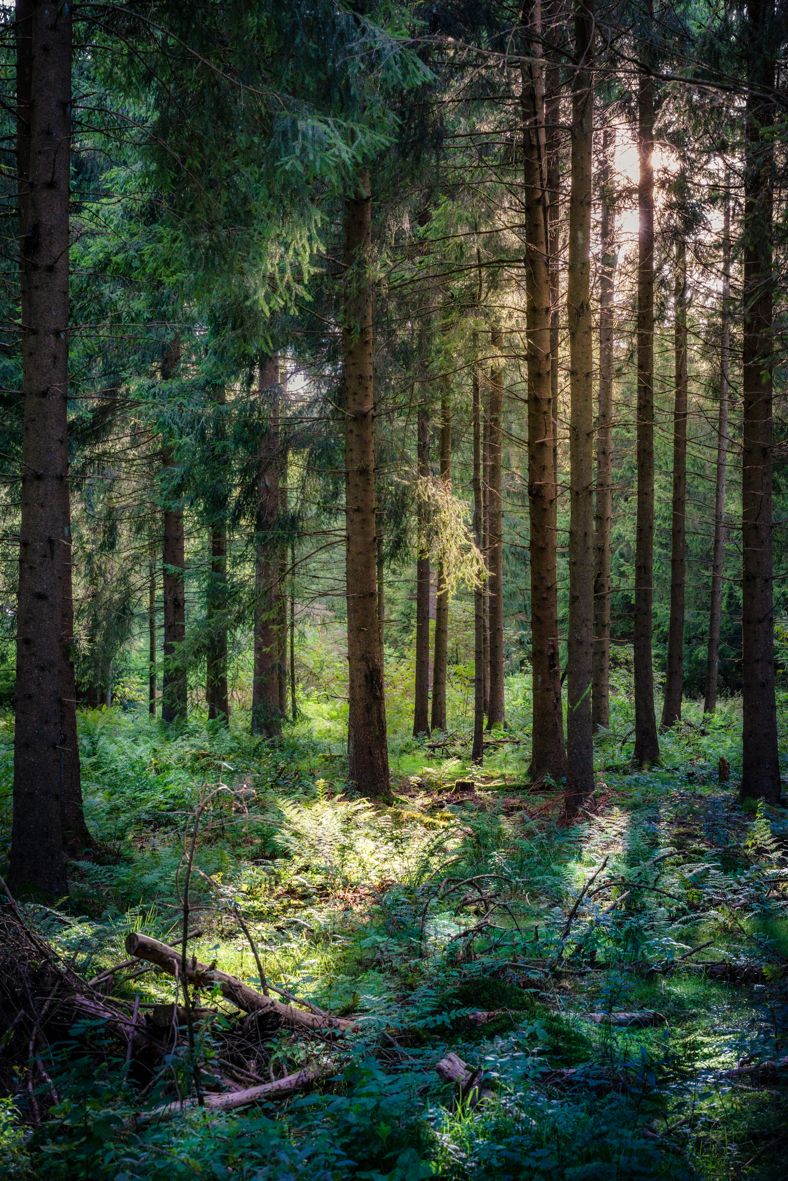 Dichter Nadelwald im Schwarzwald