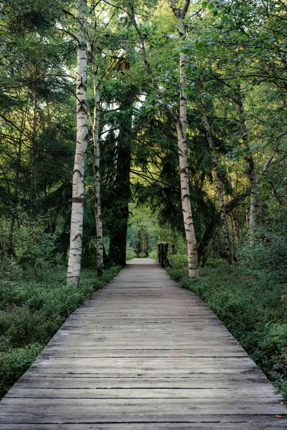 brown wooden dock between trees