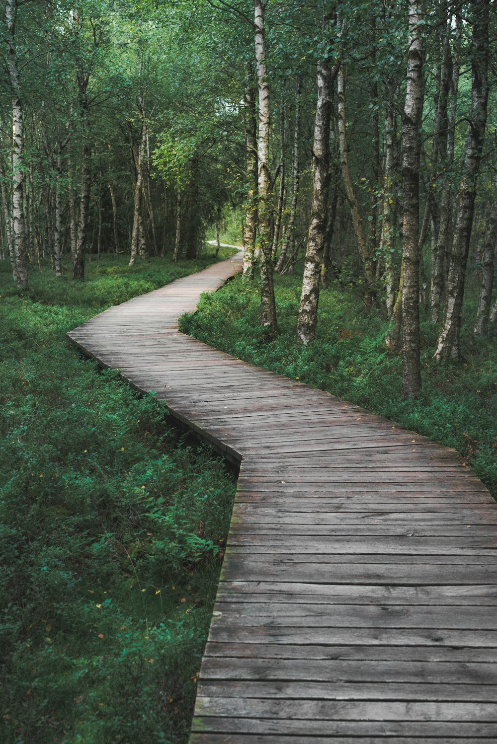 sentiero in legno marrone vicino agli alberi