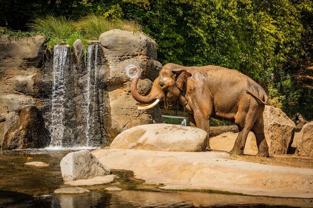 éléphant brun près du rocher à côté des chutes d’eau
